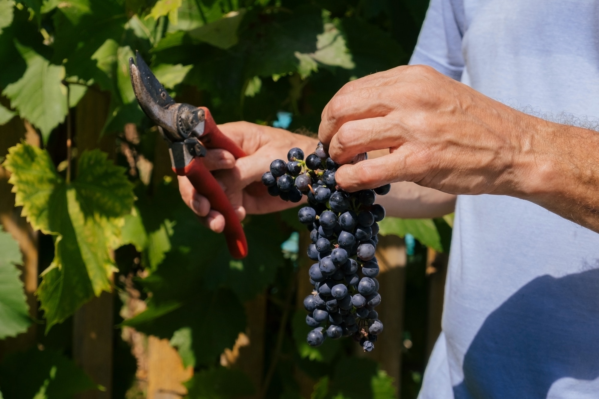 close-up-of-male-hands-with-pruning-shears-cutting-a-bunch-of-red-grapes-winemaking-and-harvesting.jpg