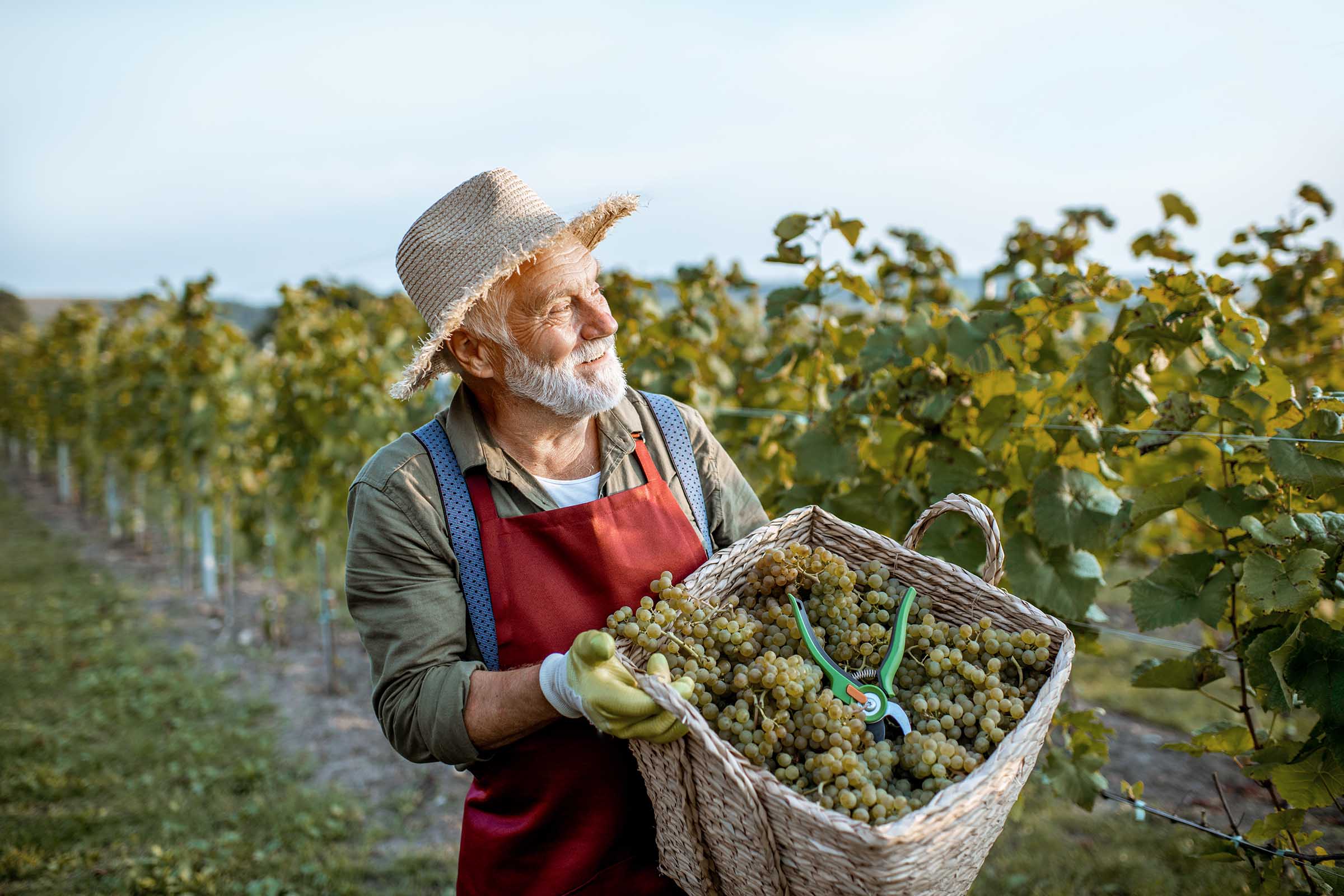senior-winemaker-with-grapes-on-the-vineyard-EAEKT9Q.jpg